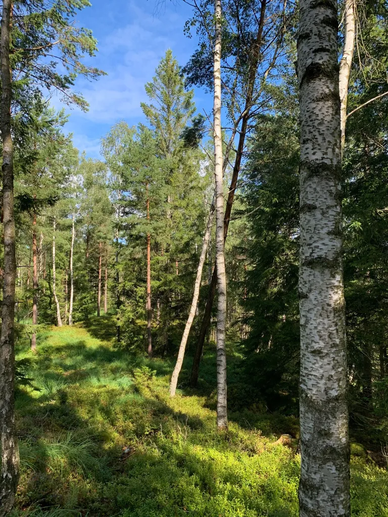 Jardin - Forest Land with Timber in Fröstebo-Gråbo