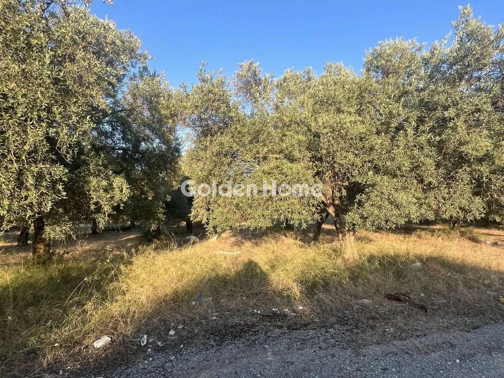 Giardino - Commercial Plot with Olive Trees in Traganá