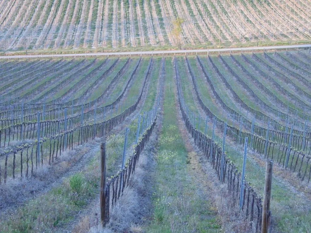 Garden - Vineyard Estate with Olive Grove in Suvereto