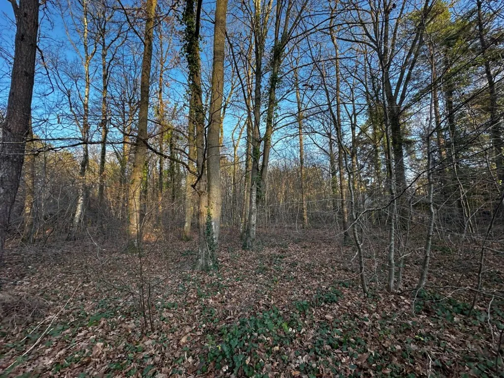 Jardin - Terrain en Forêt à Bâtir à La Genevraye