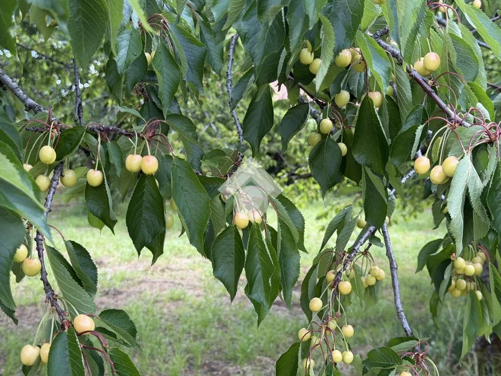 Jardin - Agricultural Land with Cherry Trees in Cervinara