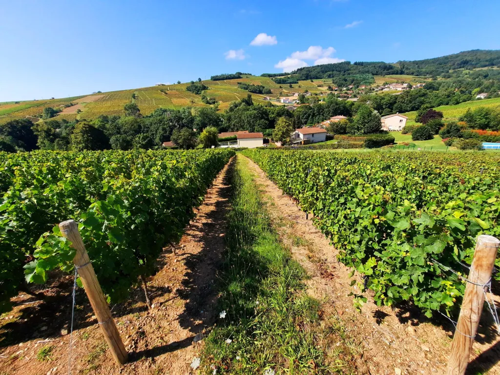 Vignes AOC Juliénas dans le Beaujolais