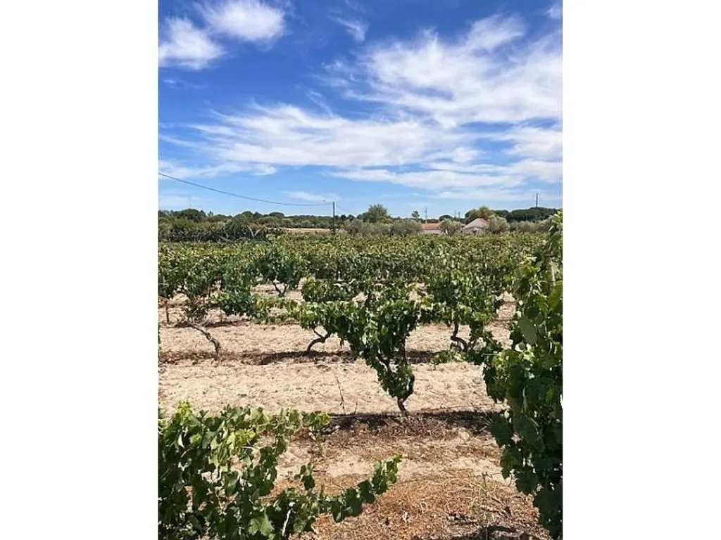 Jardin - Detached House with Vineyard in Grândola