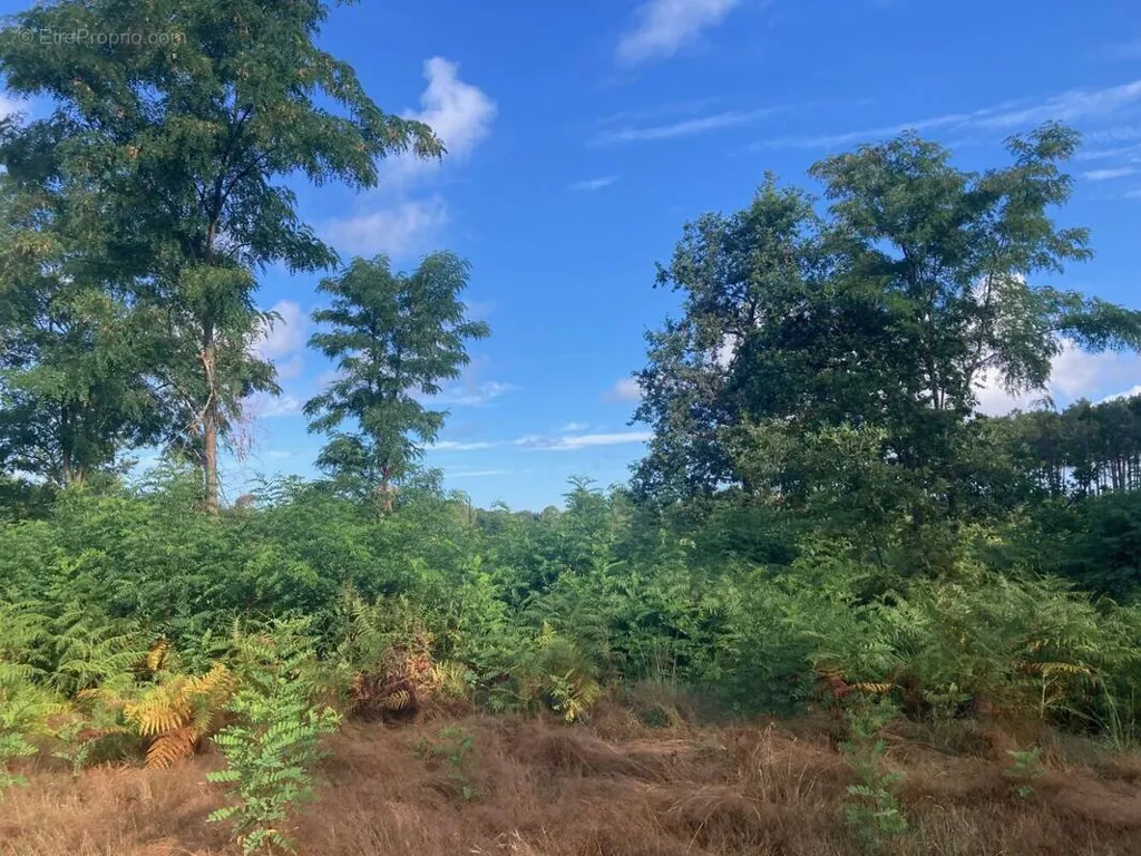 Aed - Buildable Land with Quiet Setting in Salles