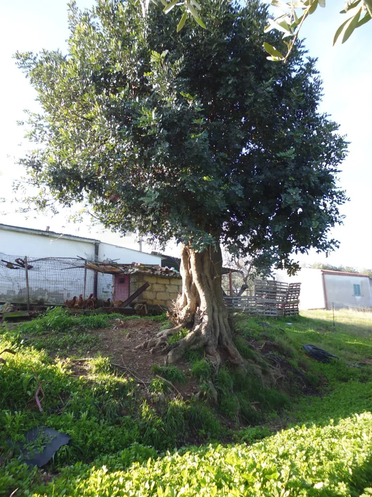 Jardin - Agricultural Land with Olive Trees in Pisticci
