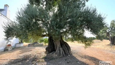 Jardin - Rustic Casali with Olive Grove in Ostuni