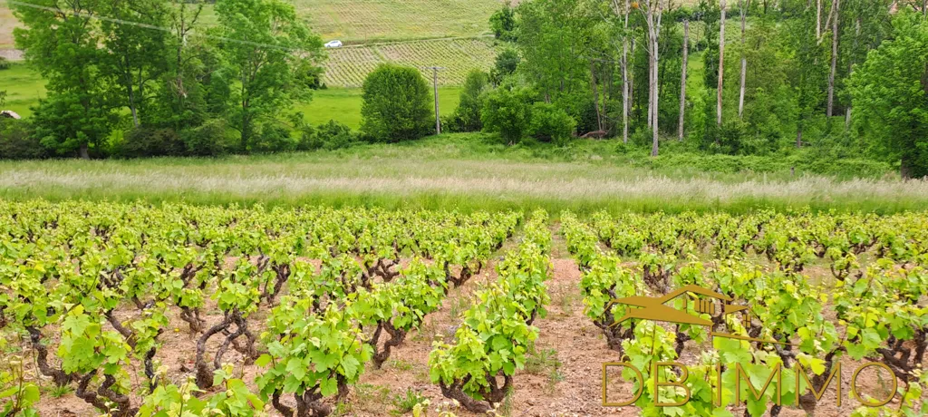 Jardin - Vignes AOC Juliénas dans le Beaujolais