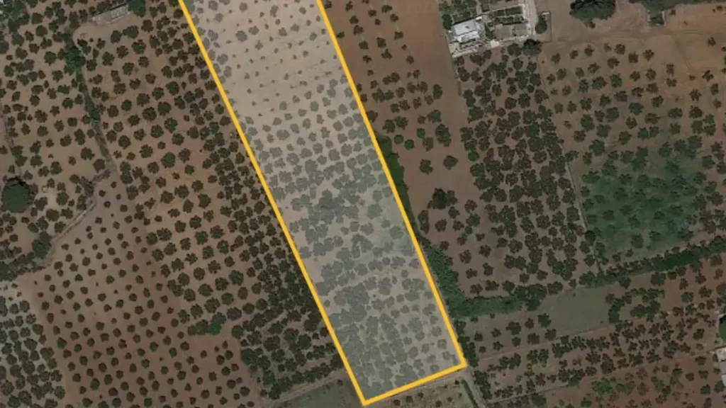 Õhuvaade - Olive Grove with Nocellara del Belice, Castelvetrano