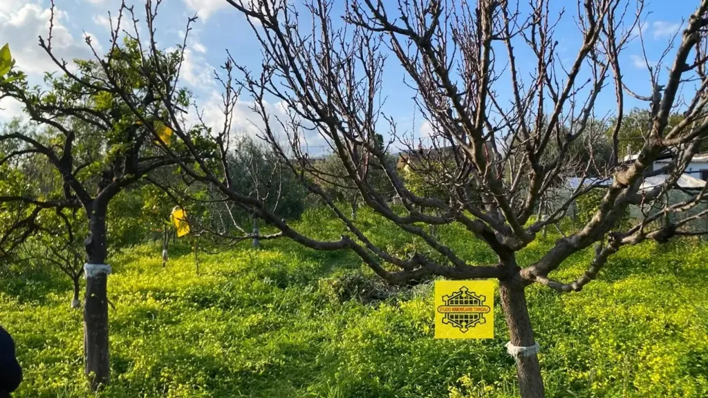 Rustic Property with Lemon Trees in Avola