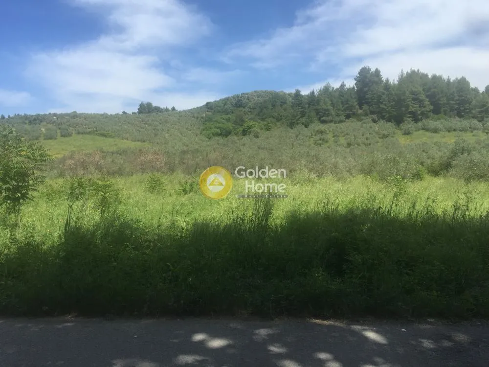 Aed - Agricultural Plot with Olive Trees in Avgoria
