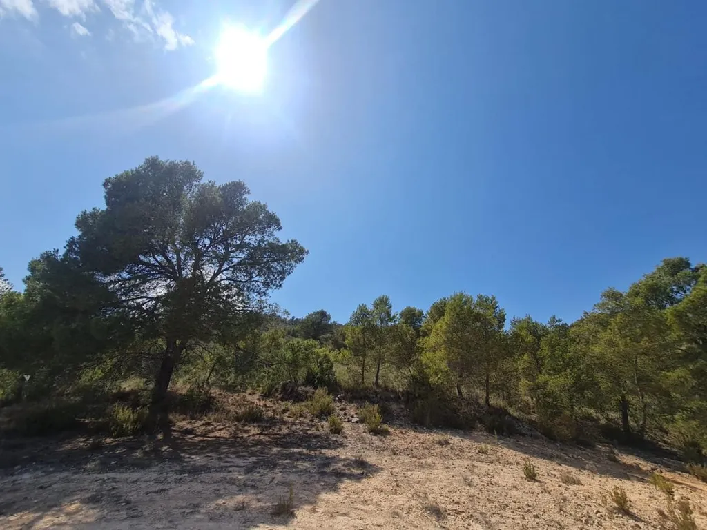 Rural Plot with Orchard Views in Yecla