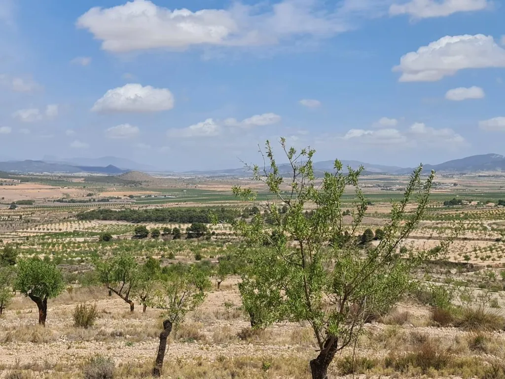 Rural Plot with Orchard Views in Yecla