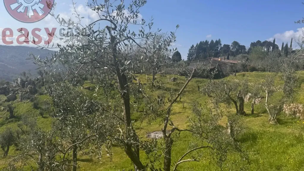 Jardin - Rustic Property with Olive Grove in Lucca
