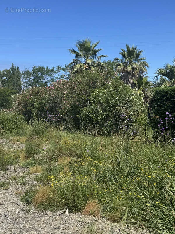 Jardin - Terrain à bâtir viabilisé à Bidart