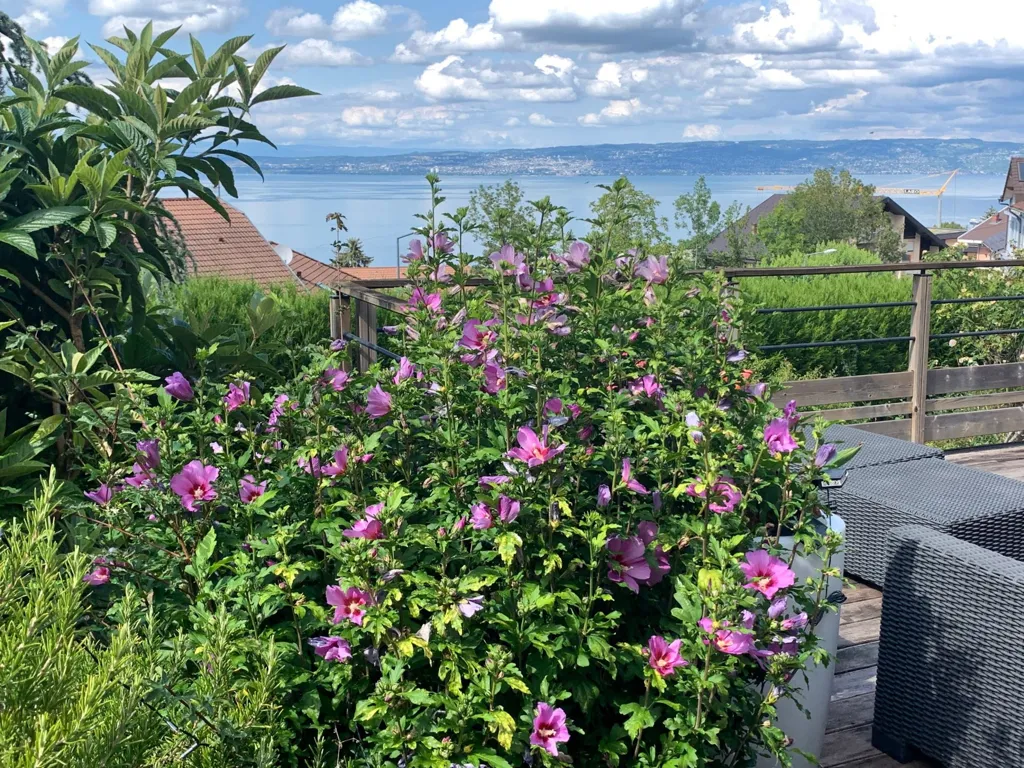 terrace_patio
