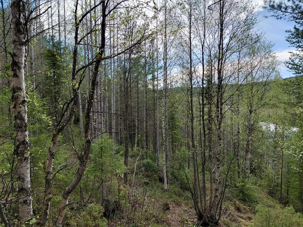 Jardin - Cottage with Lake View in Kuusamo