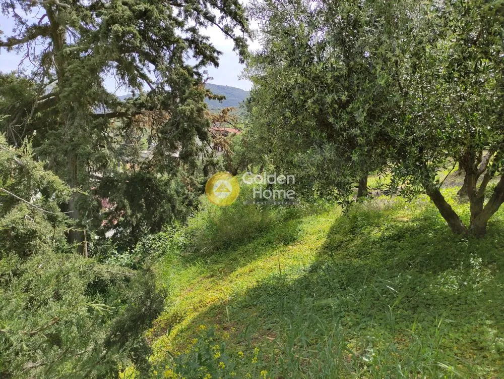 Jardin - Buildable Plot with Olive Trees in Kerasia