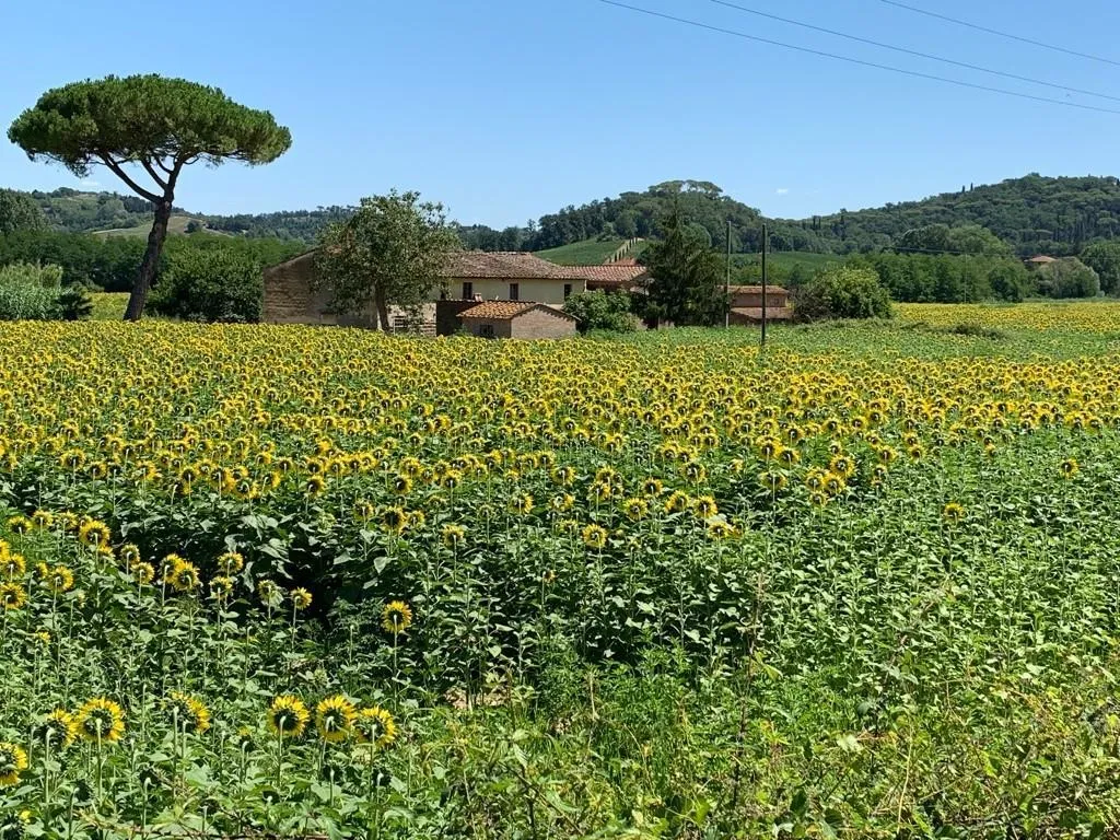 Jardin - Rustic Farmhouse with Loggia in Montaione