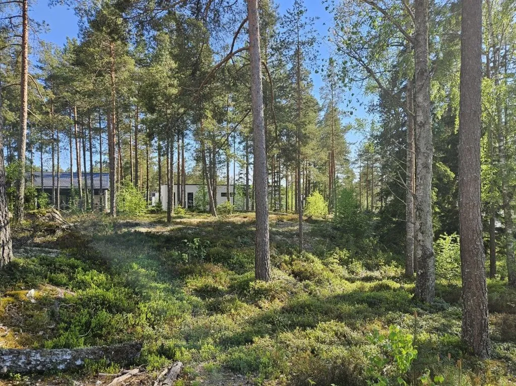 Aed - Forest Plot in Pirttimäki, Masku
