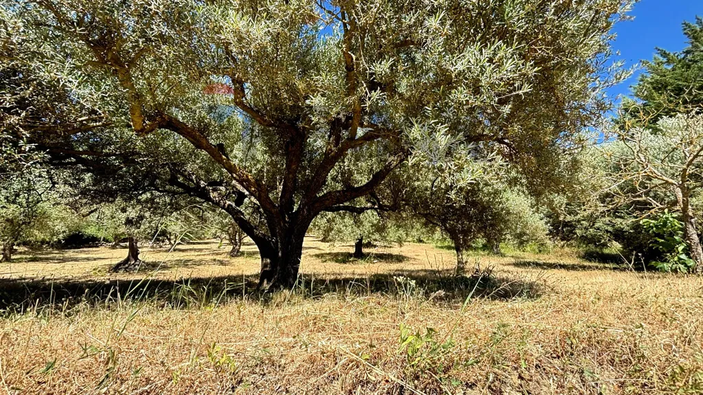 Aed - Villa with Olive Grove in Alimena