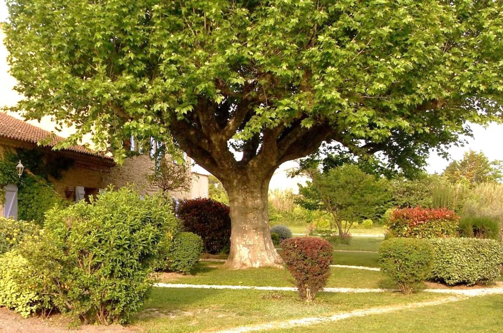Jardin - Propriété de Charme avec Piscine au Pied du Luberon