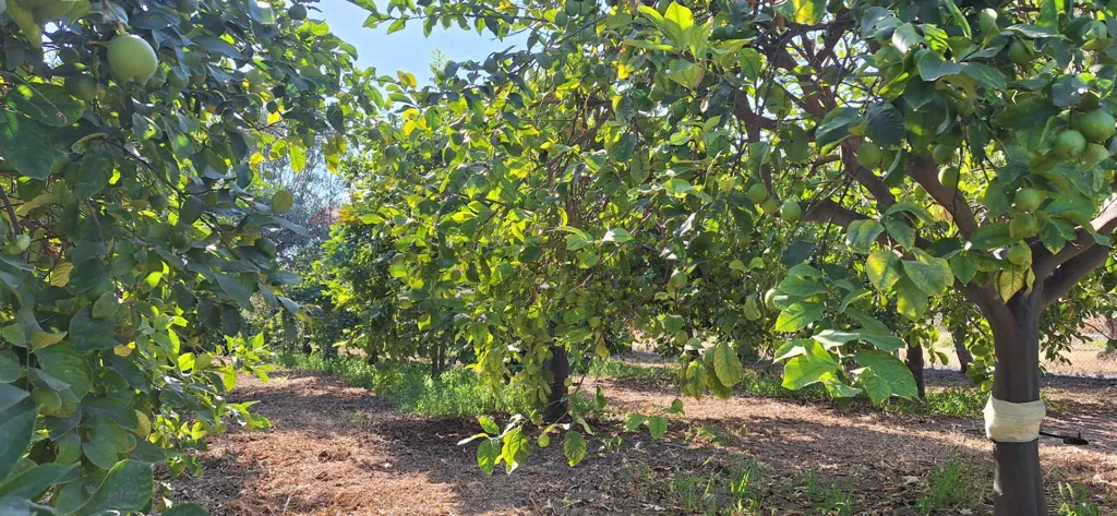 Jardin - Villa with Agrumeto in Rosolini