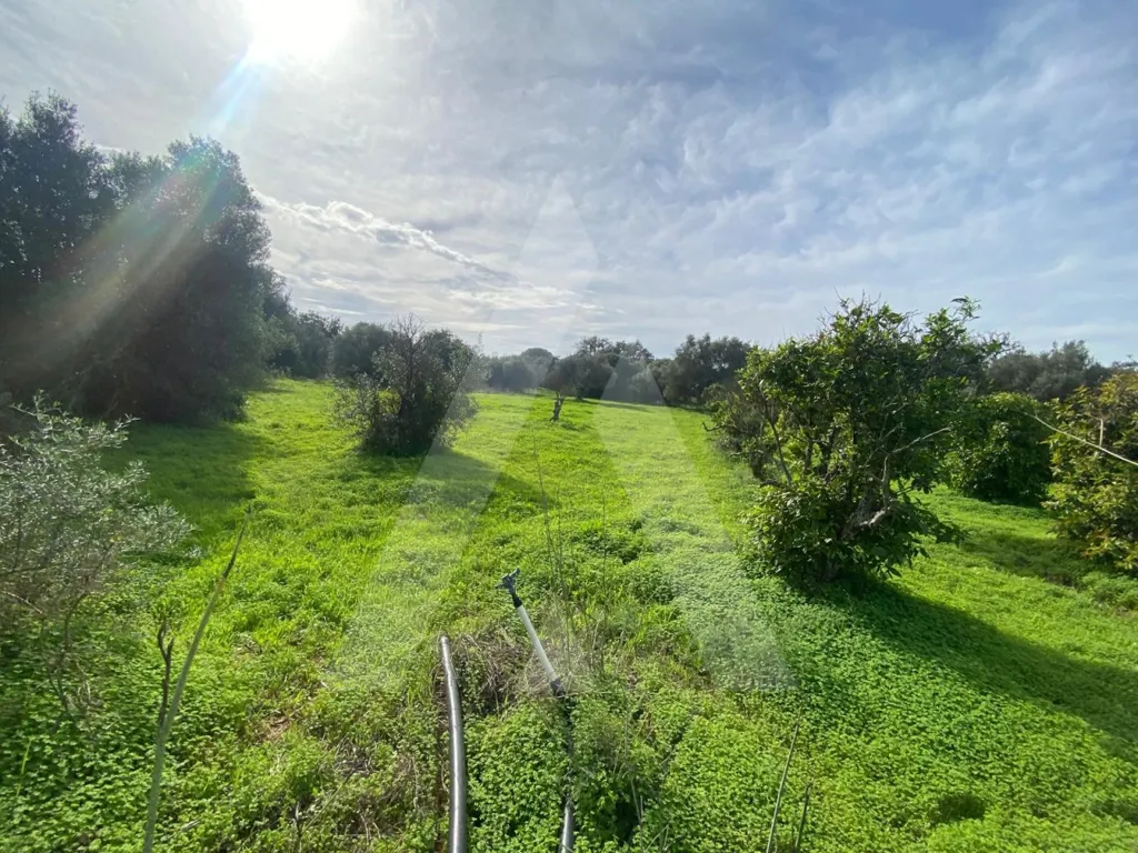 Aed - Rustic Plot with Fruit Trees in Almancil