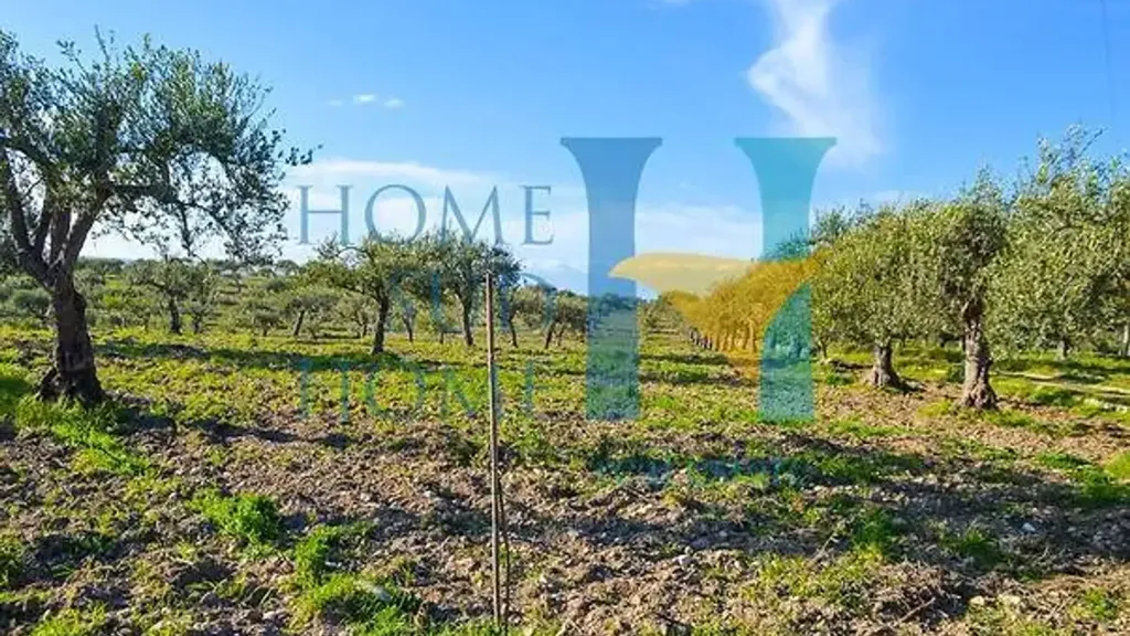 Garden - Villa with Olive Grove in Noto