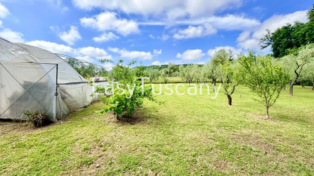 Jardin - Villa with Olive Grove in Montecarlo