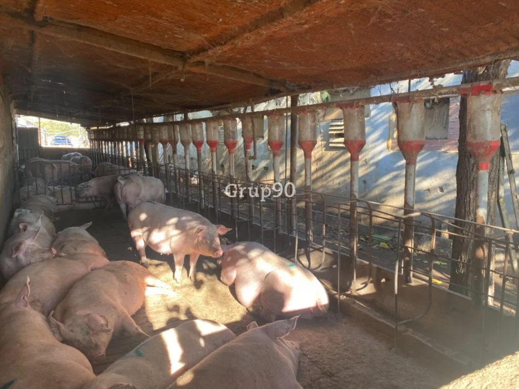Jardin - Pig Farm with Cultivation in Cabanes