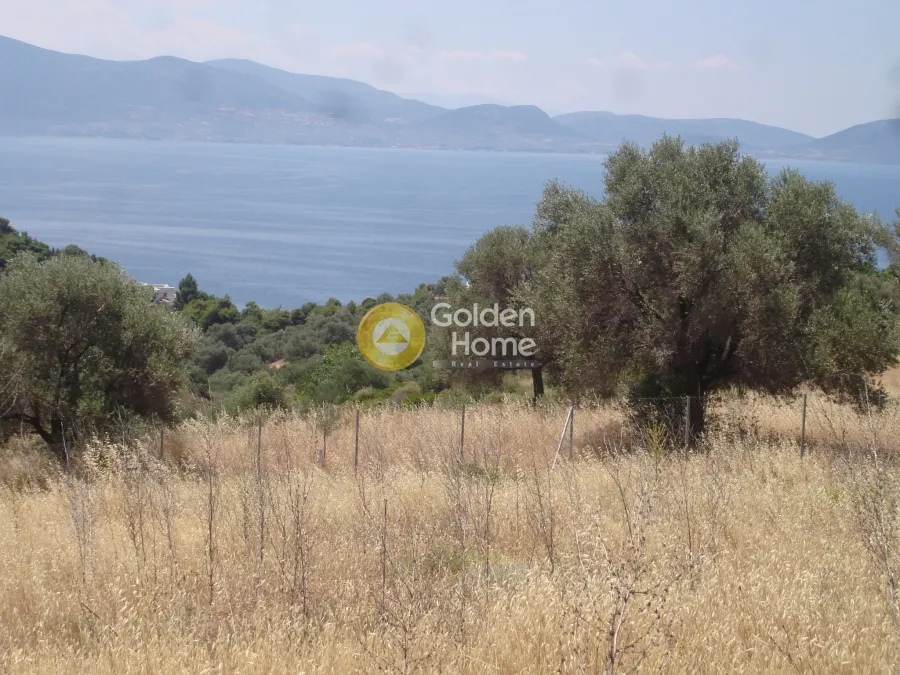 Garden - Plot with Sea View in Messapia - Nerotrivia