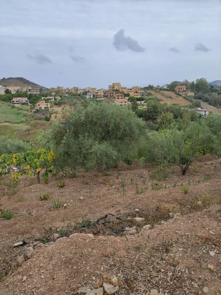 Aed - Agricultural Land with Olive Trees in Bagheria