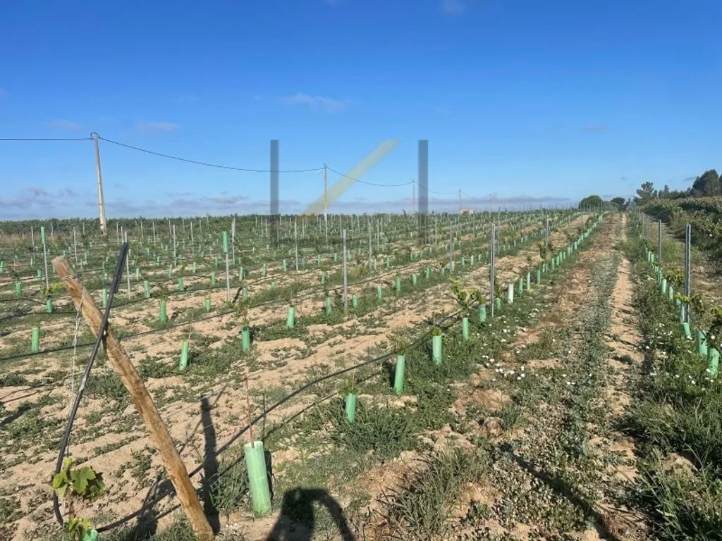 Garden - Vineyard with Production in Palmela