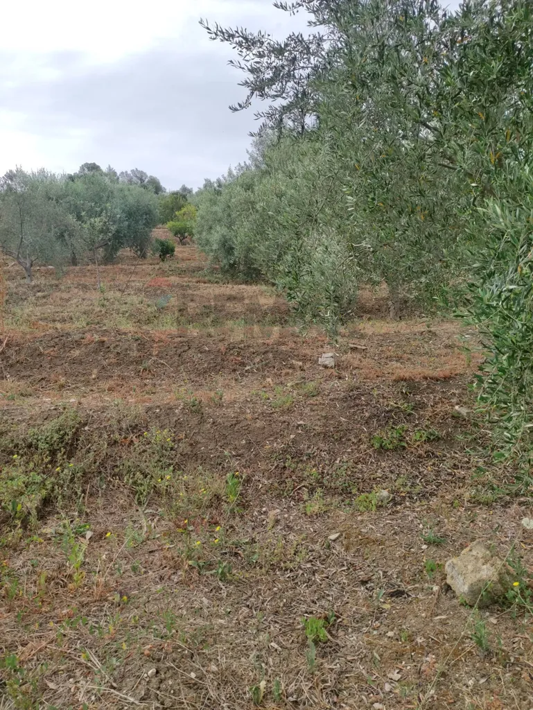 Aed - Agricultural Land with Olive Trees in Bagheria