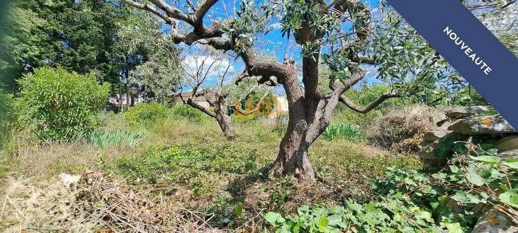 Jardin - Terrain Constructible Arboré à Congénies
