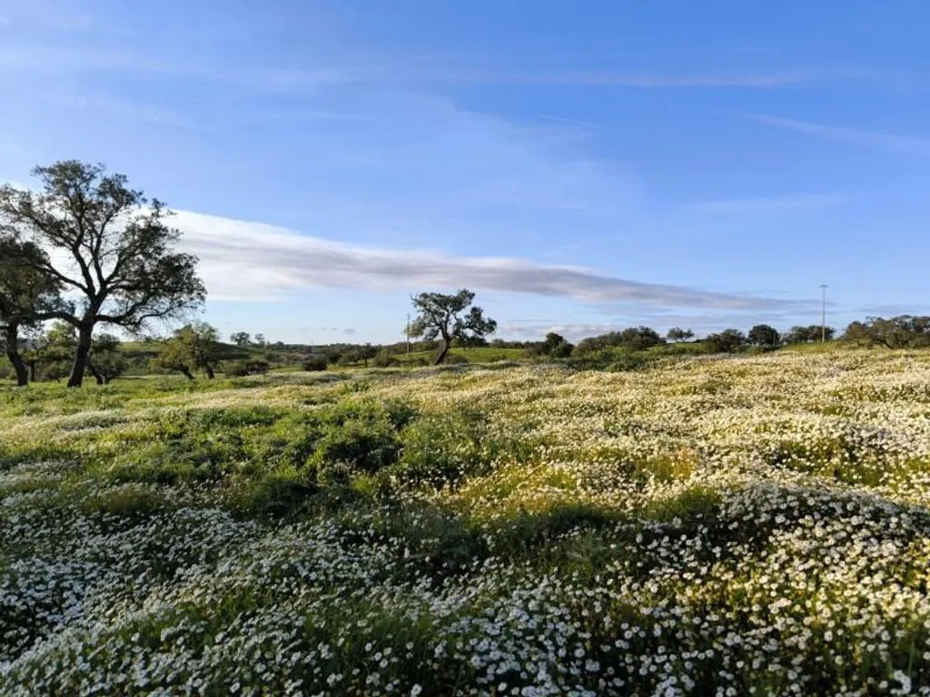 Aed - Luxury Farmhouse with Development Potential in Alentejo