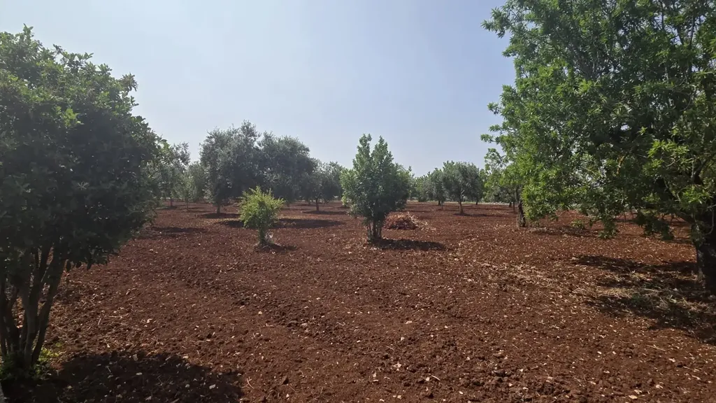 Garden - Trullo Complex for Renovation in Ostuni