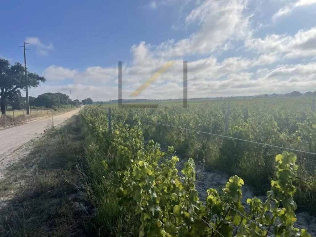 Garden - Vineyard with Production in Palmela