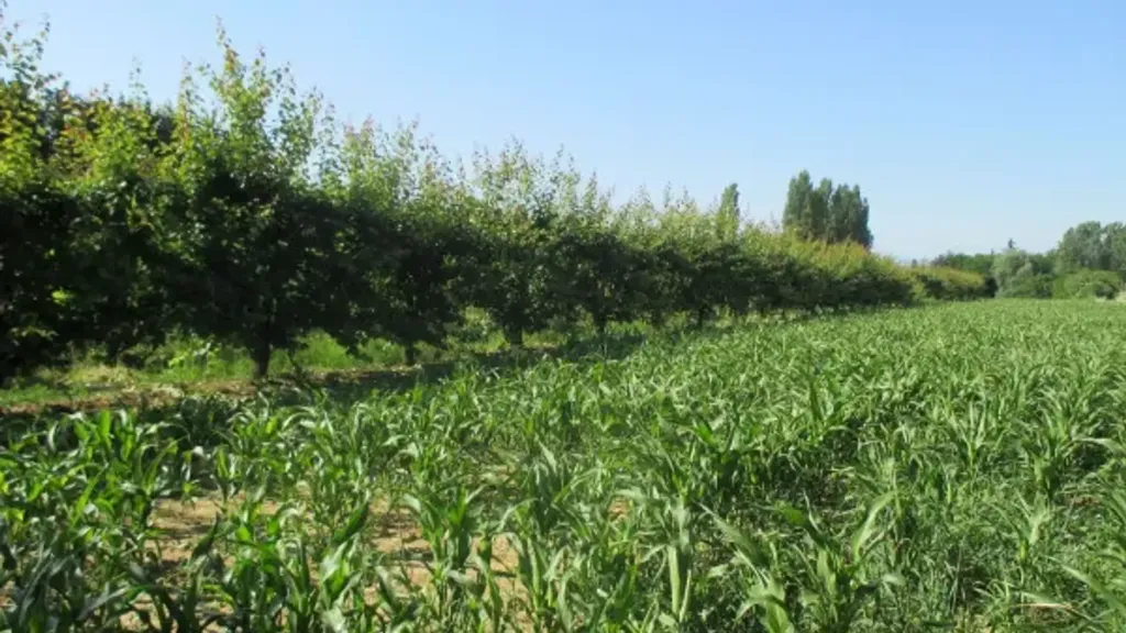 Garden - Rustic Casale with Orchard in Cesena
