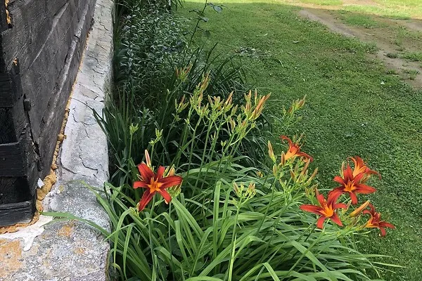 garden