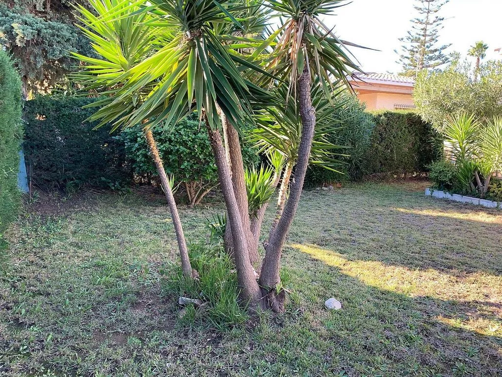 Jardin - Chalet with Garden in Campoamor