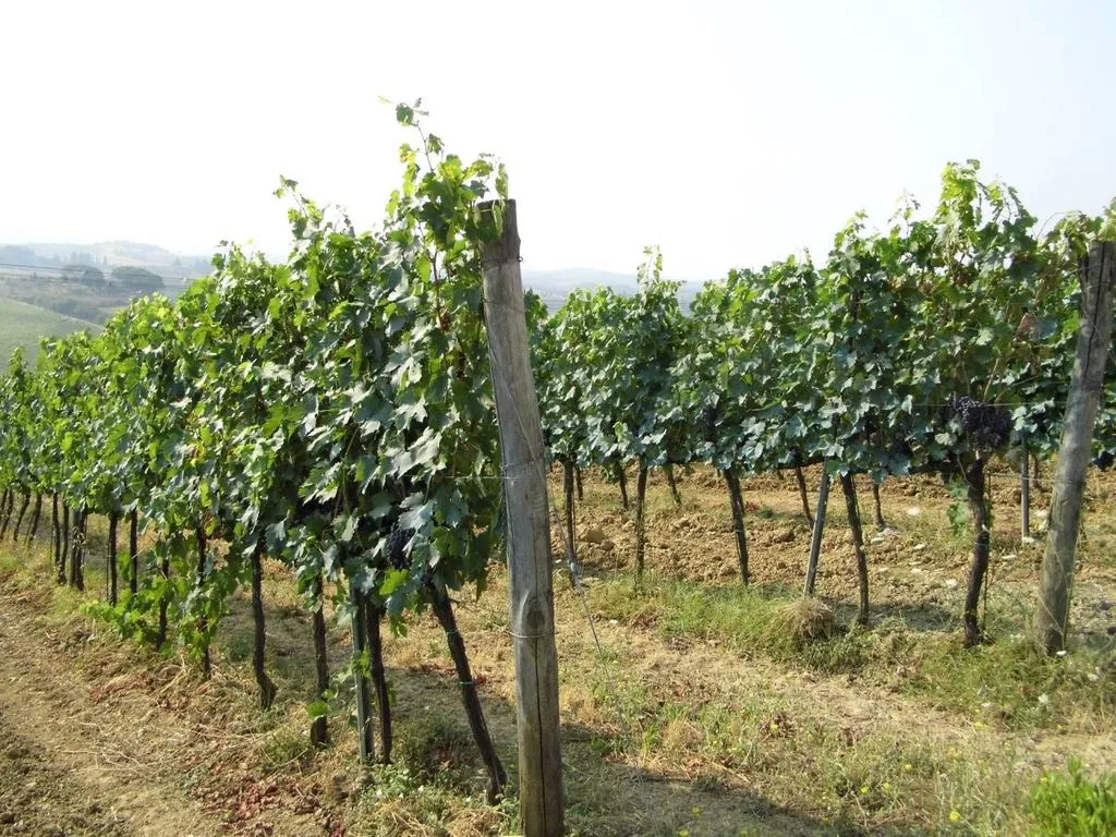 Garden - Vineyard Estate with Olive Grove in Suvereto