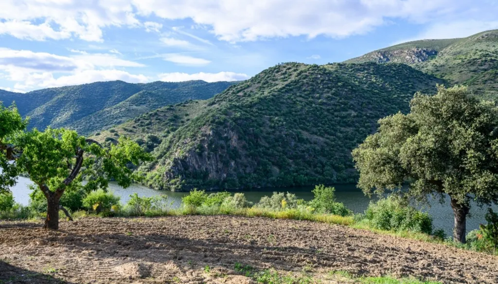 Jardin - Vineyard with Riverfront in Douro Superior