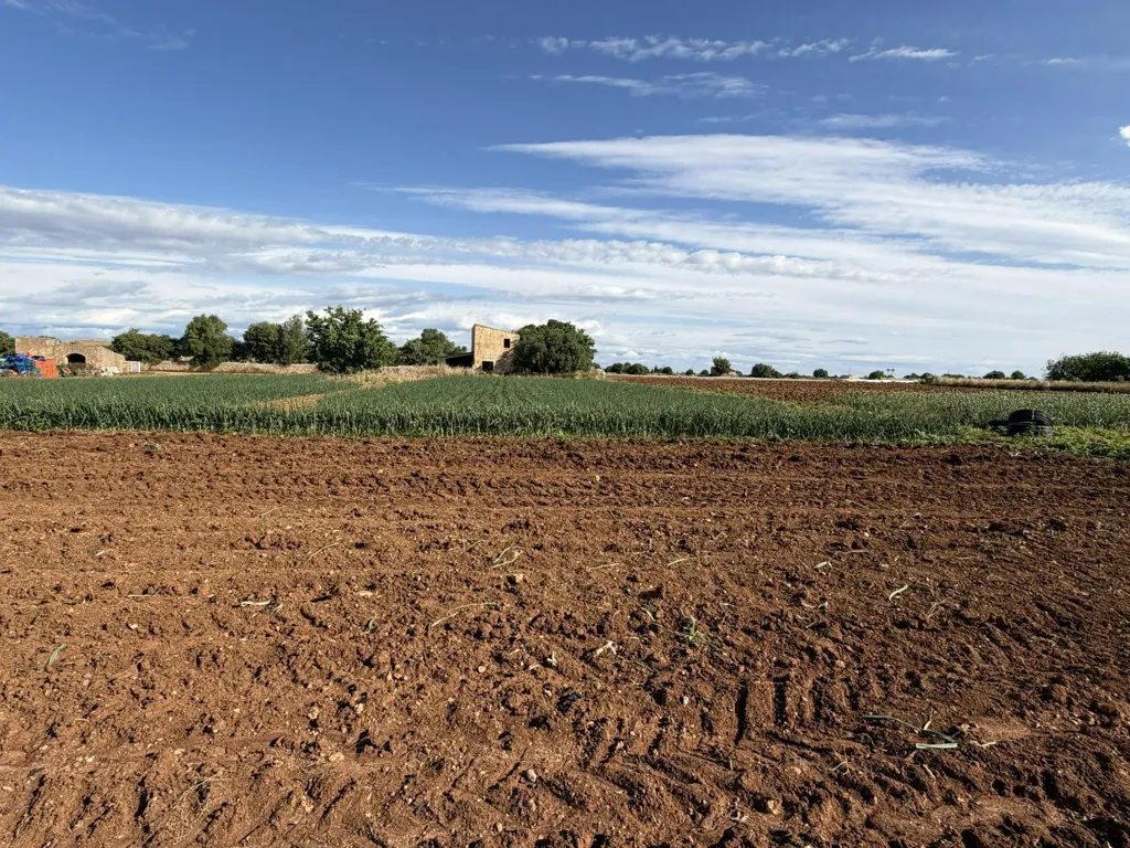 Garden - Rustic Plot with Development Potential in Manacor