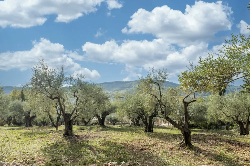 Aed - Charming Property with Olive Grove in Provence