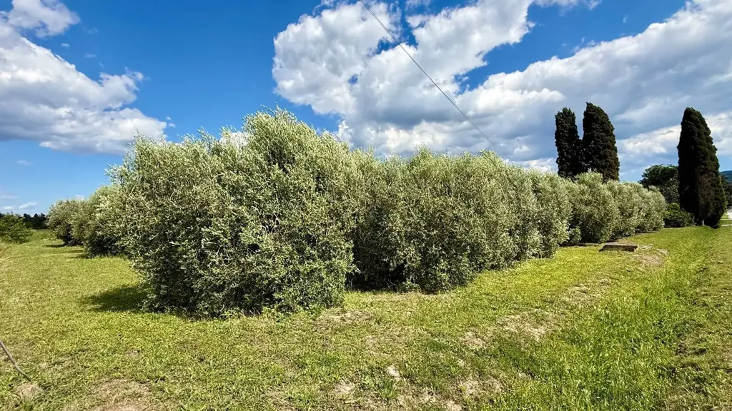 Aed - Rustic Casale with Olive Grove near Orbetello