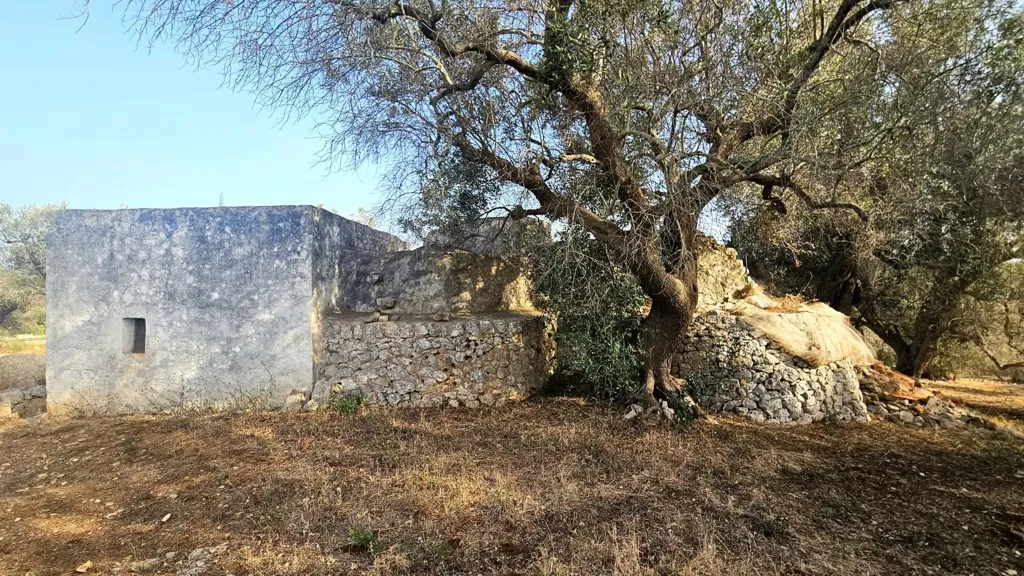 Extérieur - Trullo with Olive Grove in Carovigno
