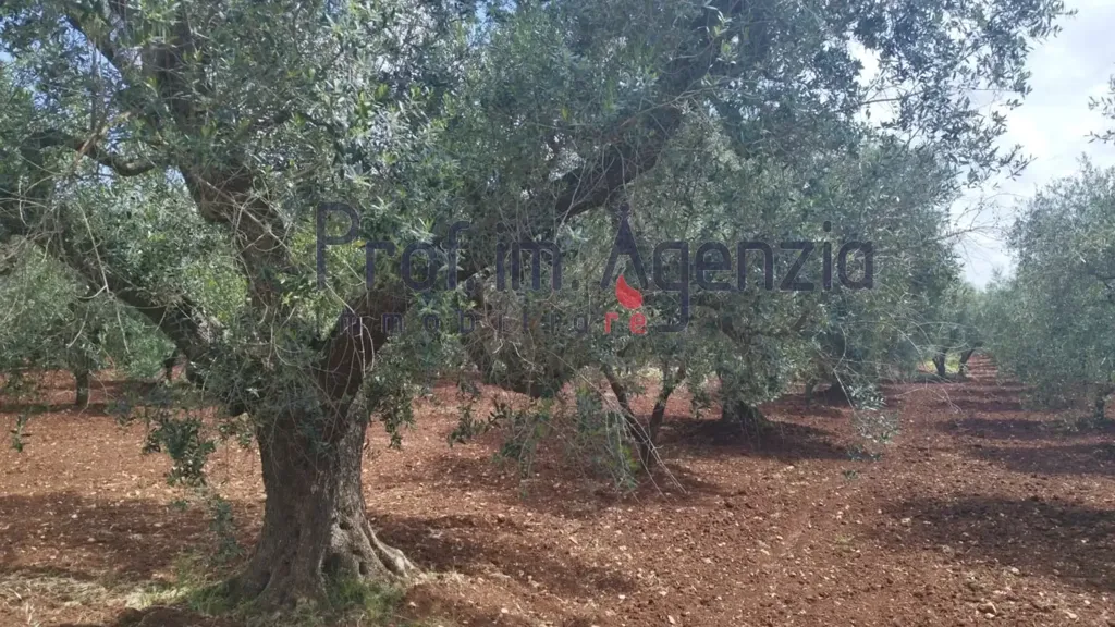 Aed - Rustic Property with Olive Grove in Carovigno