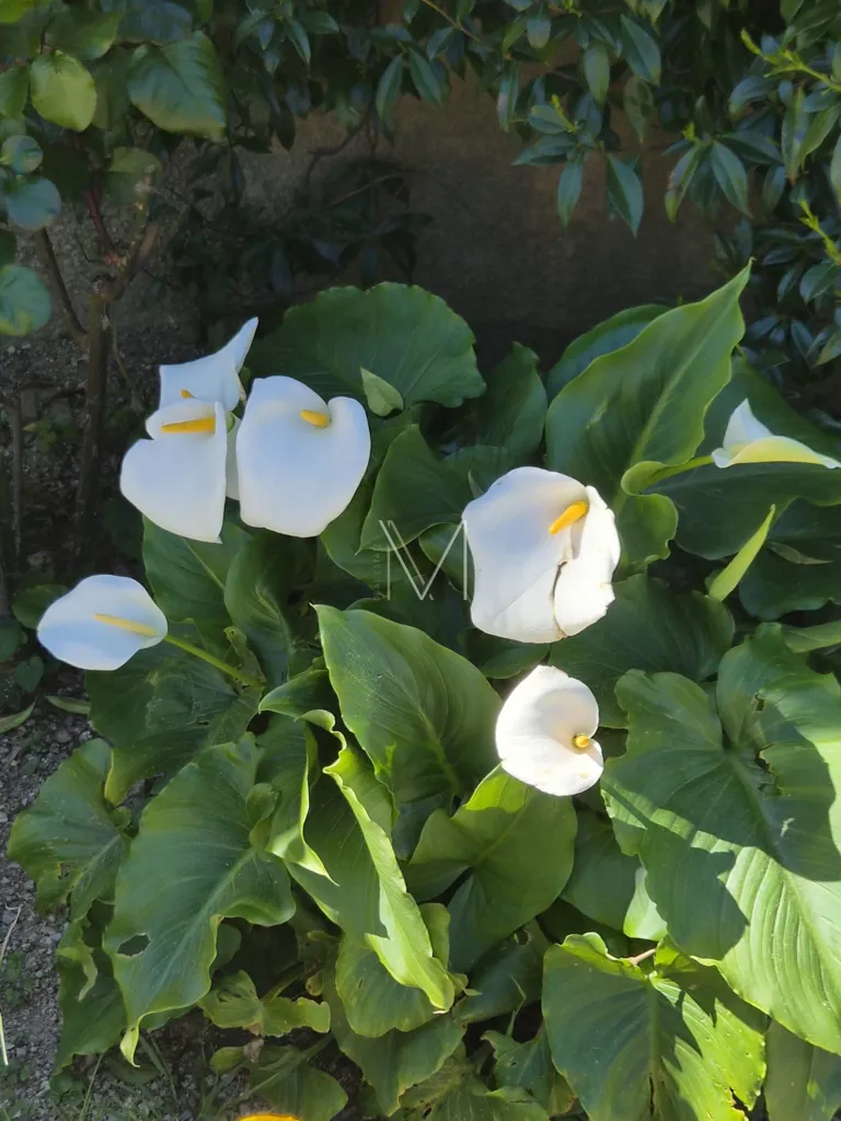 Jardin - Maison Luxueuse avec Piscine au Plan-de-la-Tour