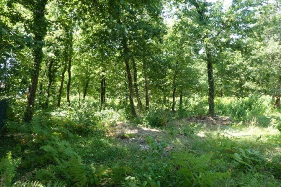 Jardin - Terrain Viabilisé à Audenge avec Jardin